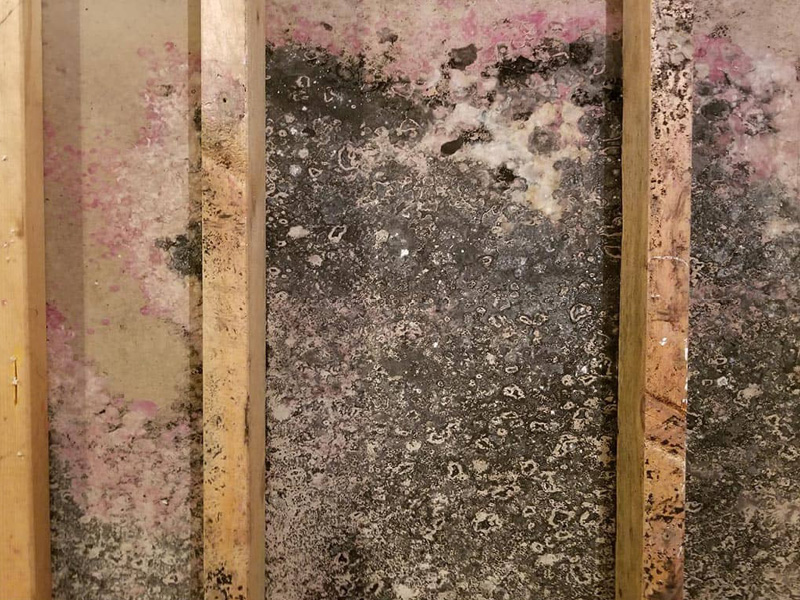 mold damage clean up